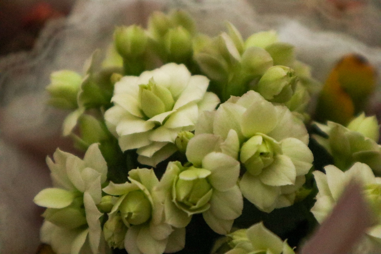 长寿花 长寿花受冻了如何办