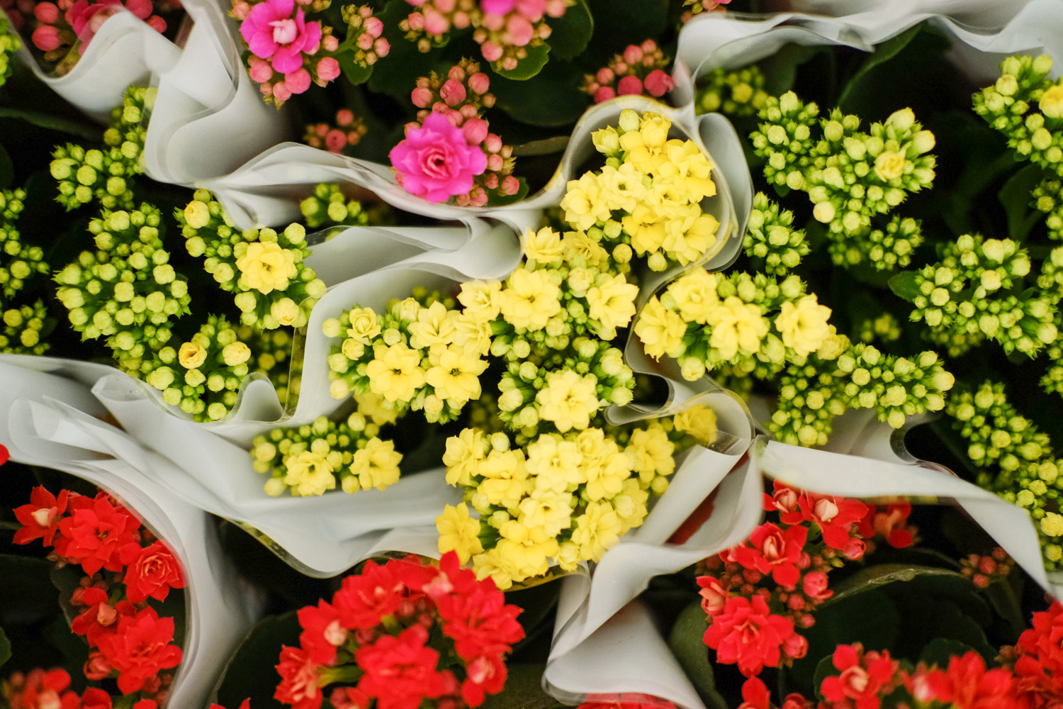 长寿花 长寿花受冻了如何办