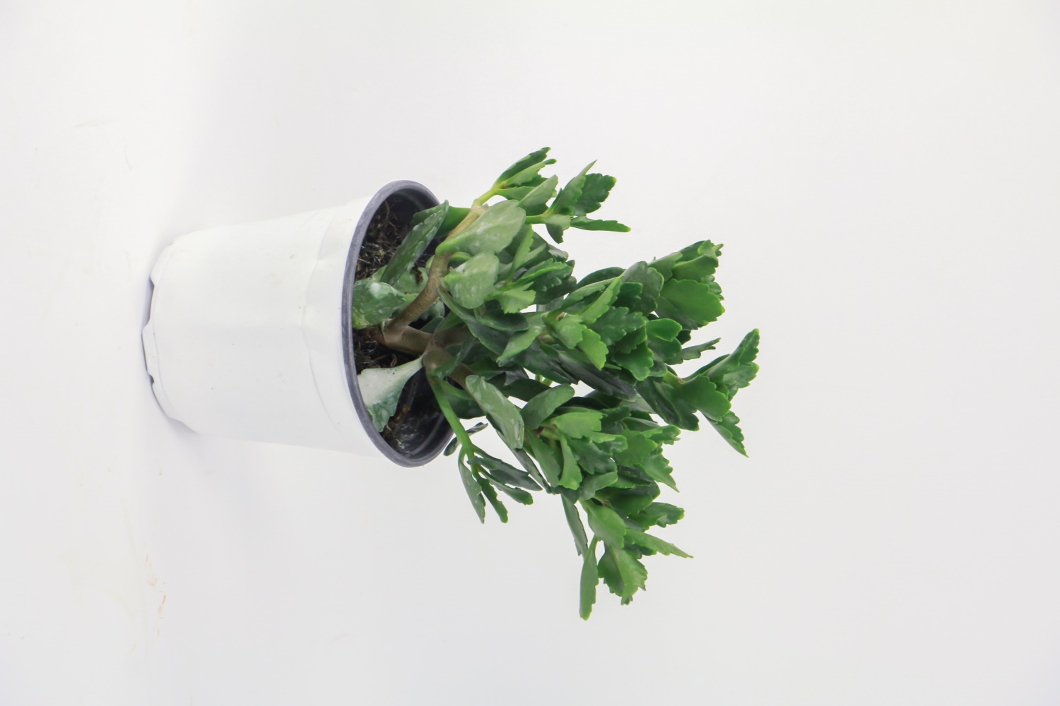 长寿花 长寿花叶子发黑如何办