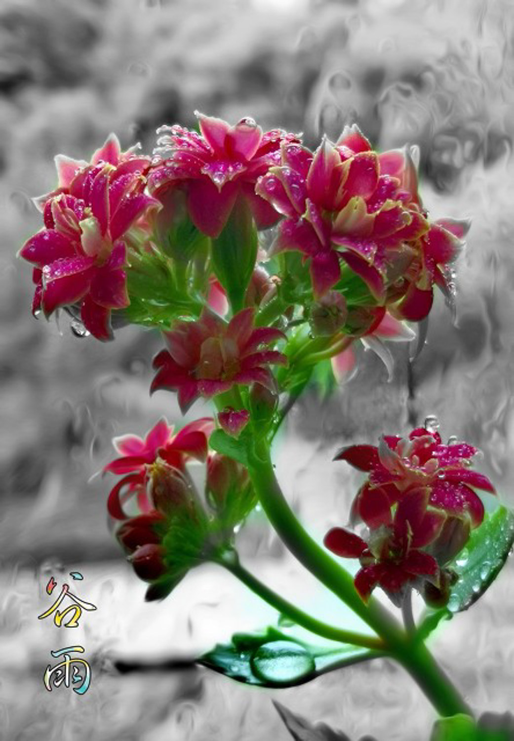 长寿花叶子小如何办