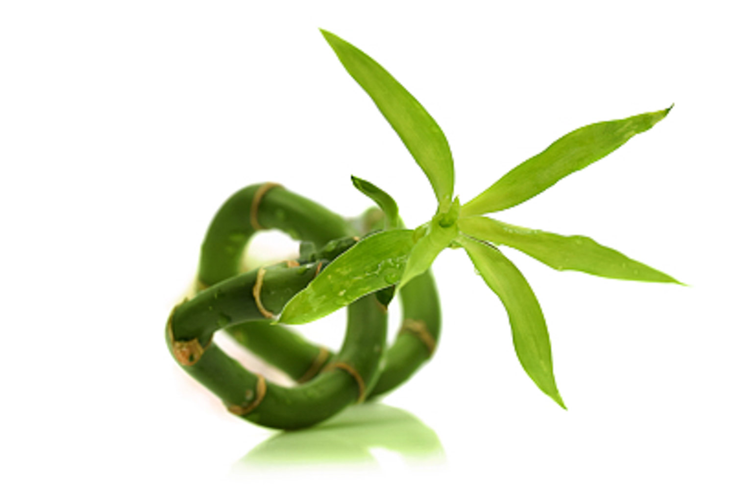 富贵竹 富贵竹长太高如何办