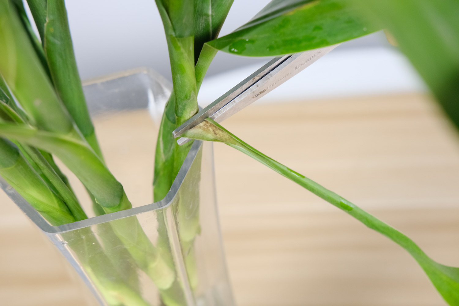 富贵竹 富贵竹叶子软了如何办