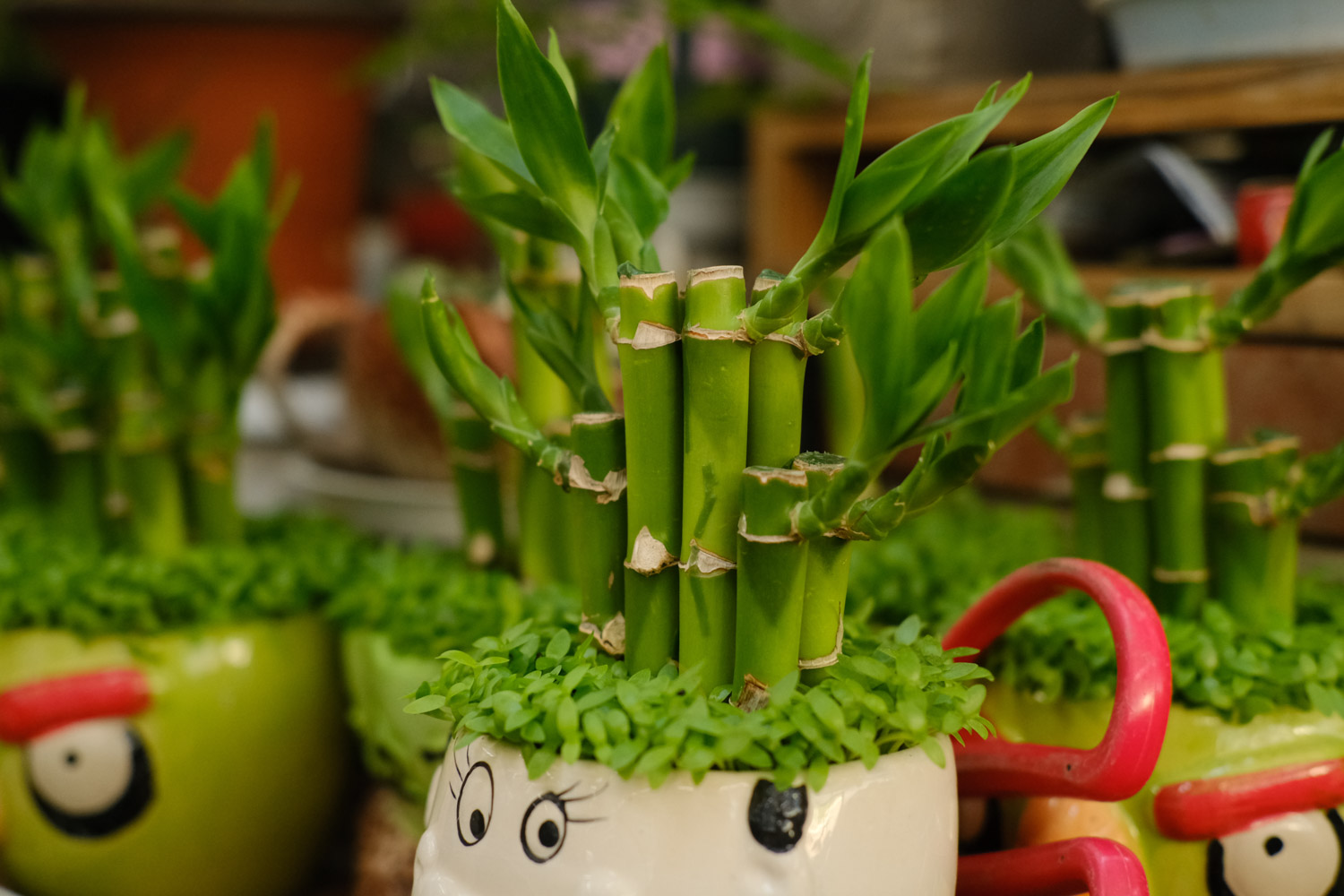 富贵竹 富贵竹烂叶子如何办