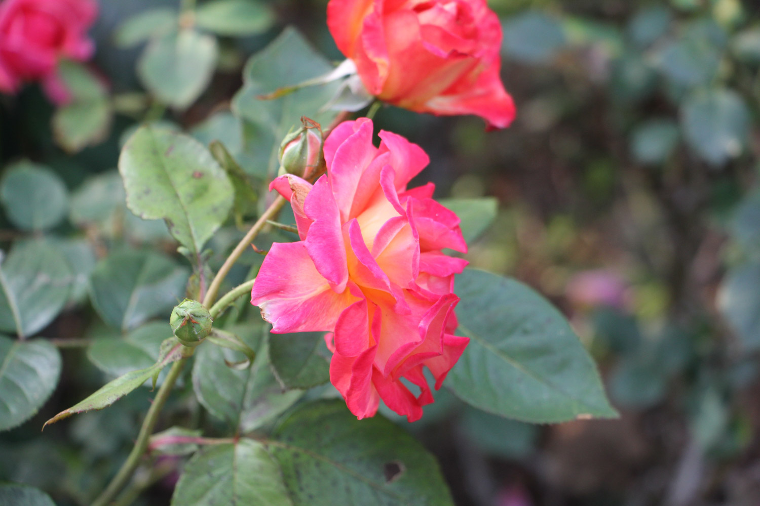 月季叶子卷曲如何办