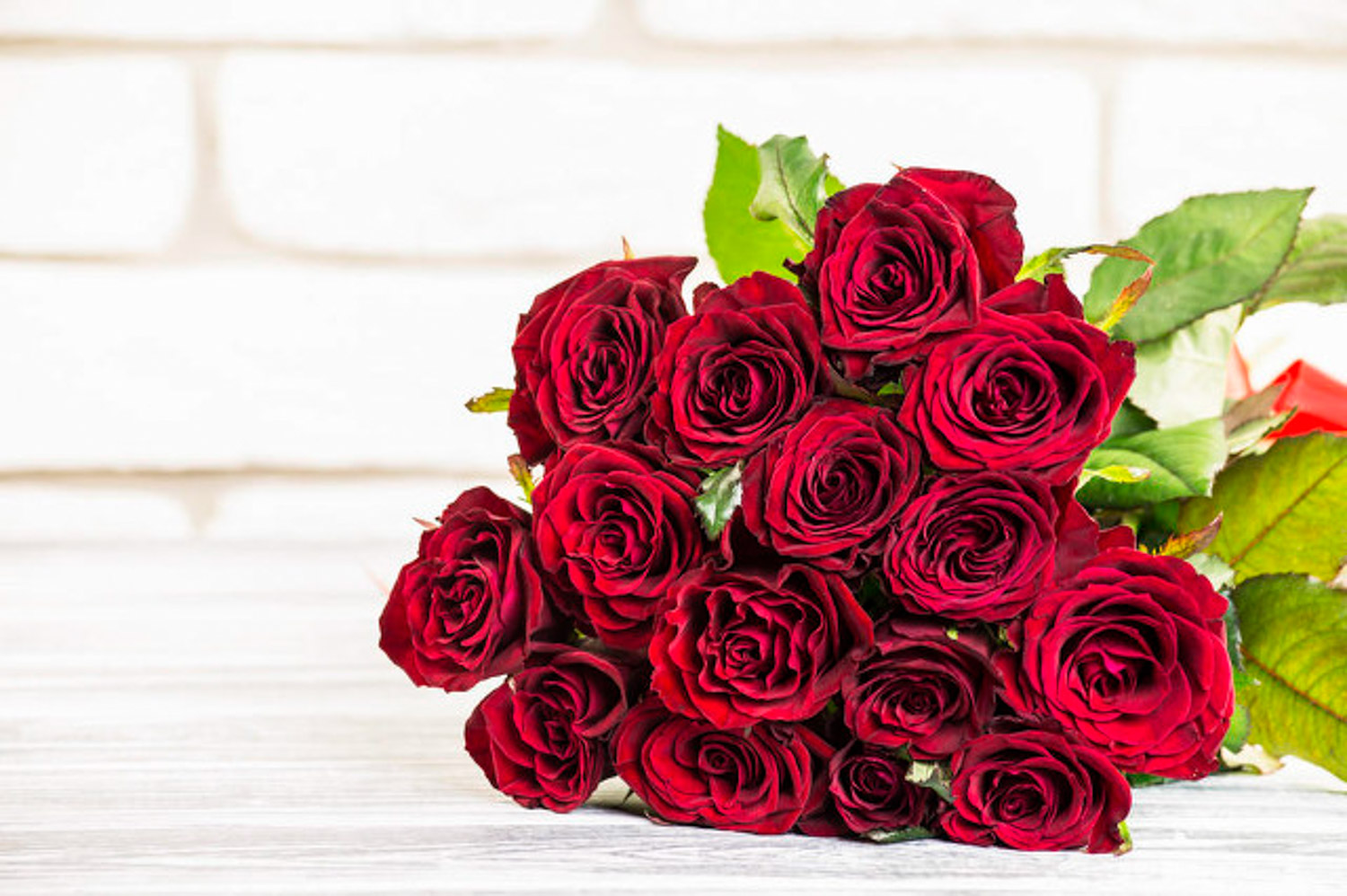 月季叶子卷曲如何办