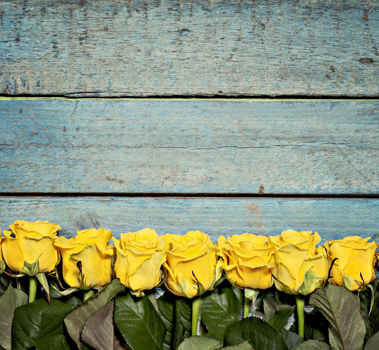 月季叶子长黑斑如何办