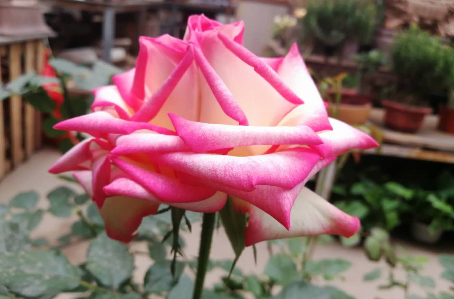 月季叶子发红如何办