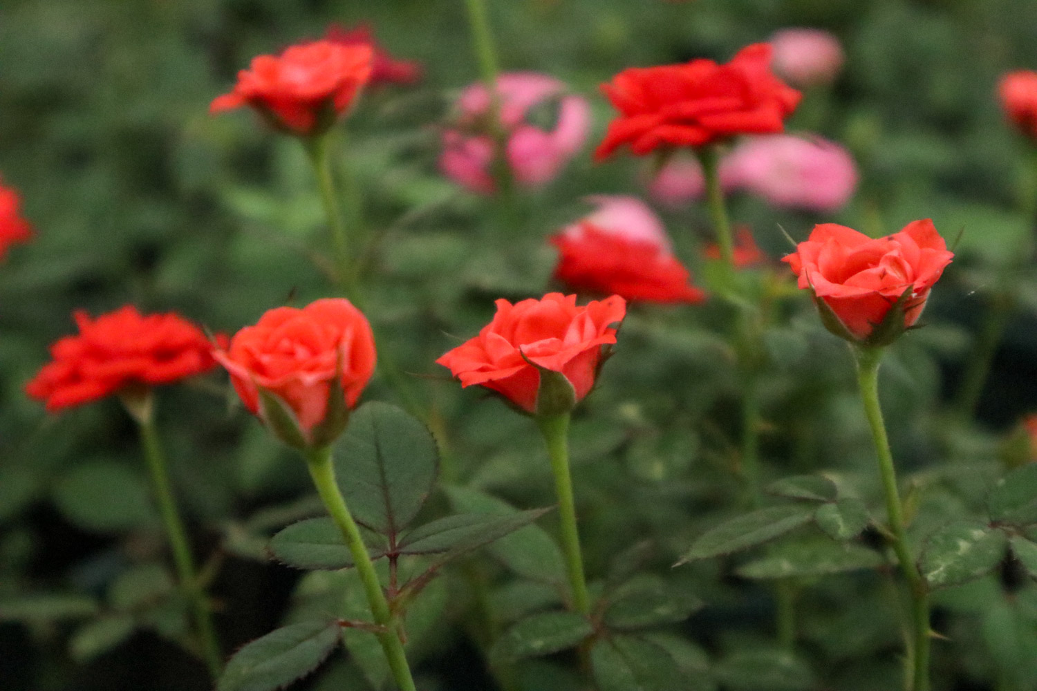 月季叶子发红如何办