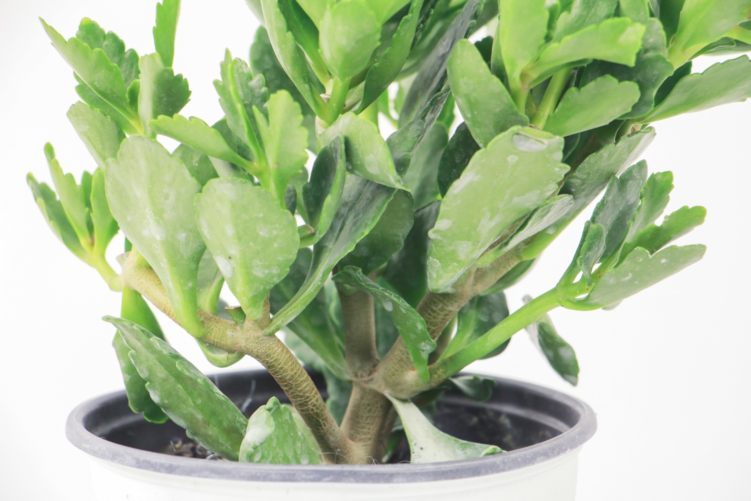 长寿花根部发黑如何办