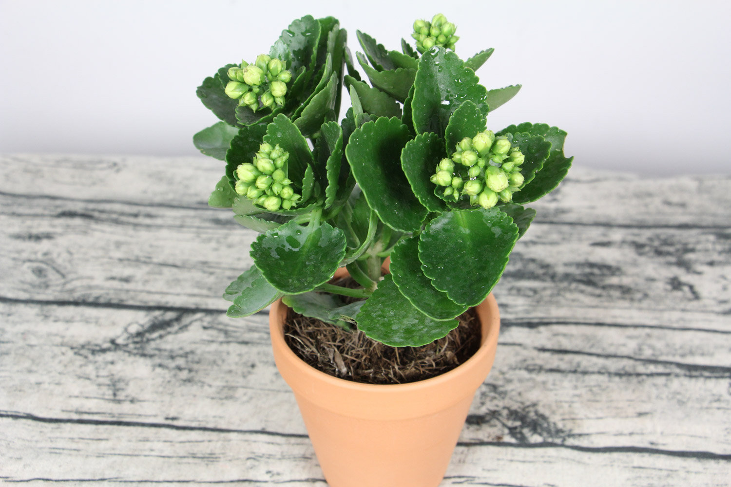 长寿花根部发黑如何办