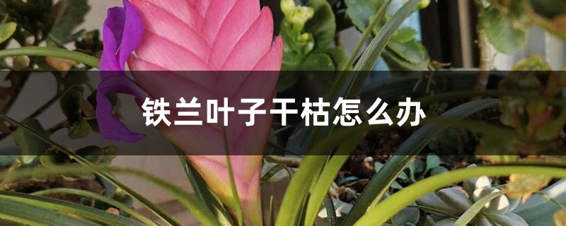 铁兰叶子干枯如何办