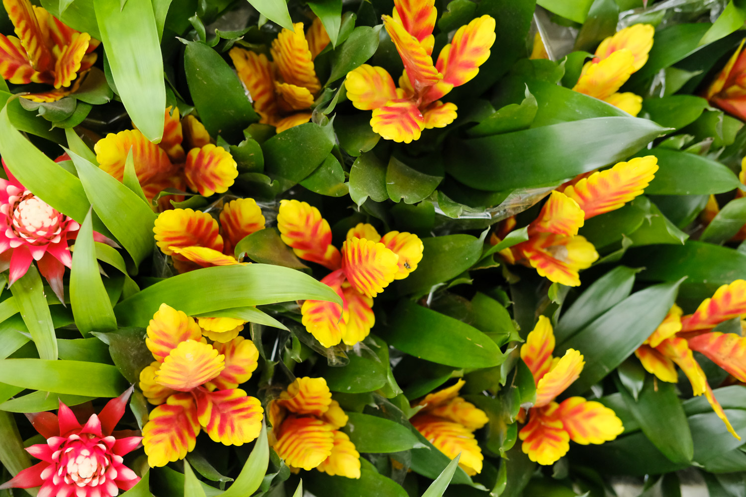 铁兰叶子干枯如何办