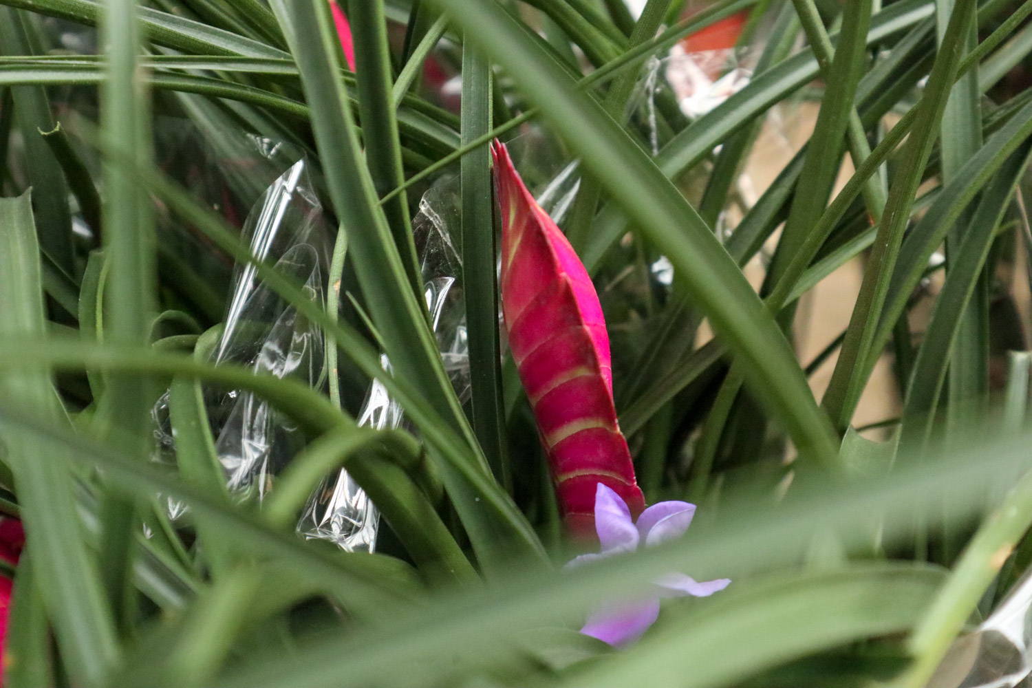 铁兰叶子干枯如何办