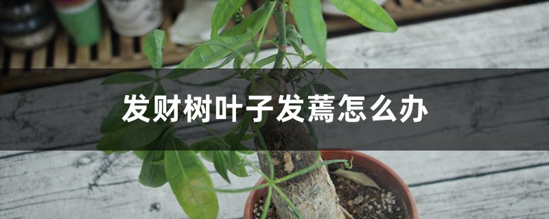 发财树叶子发蔫如何办