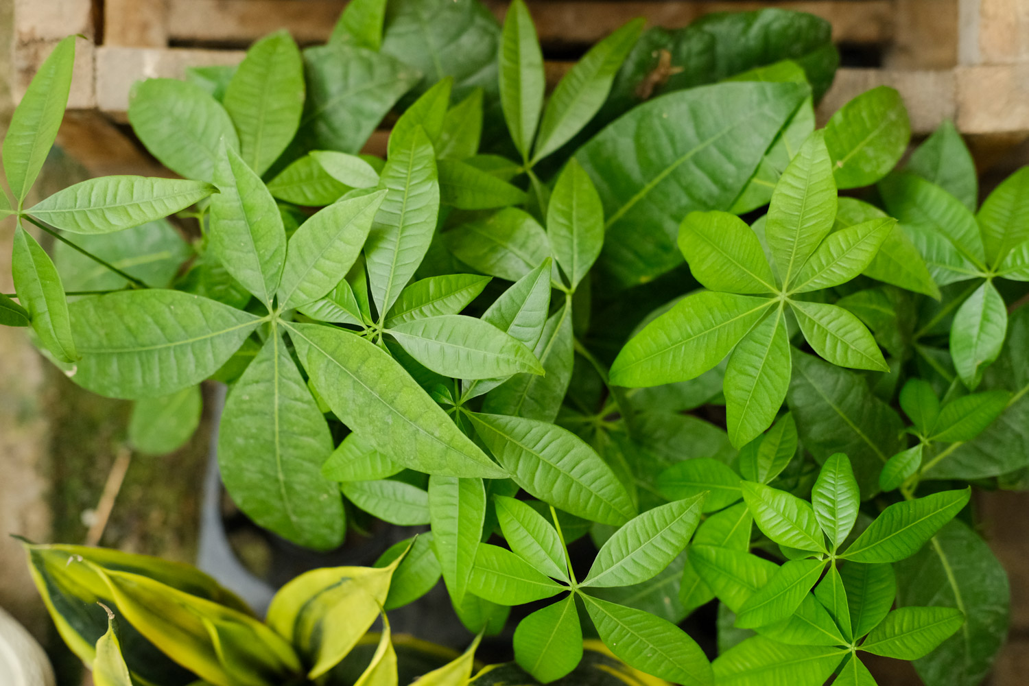 发财树叶子发蔫如何办