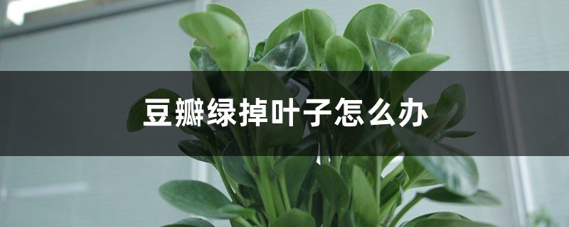 豆瓣绿掉叶子如何办