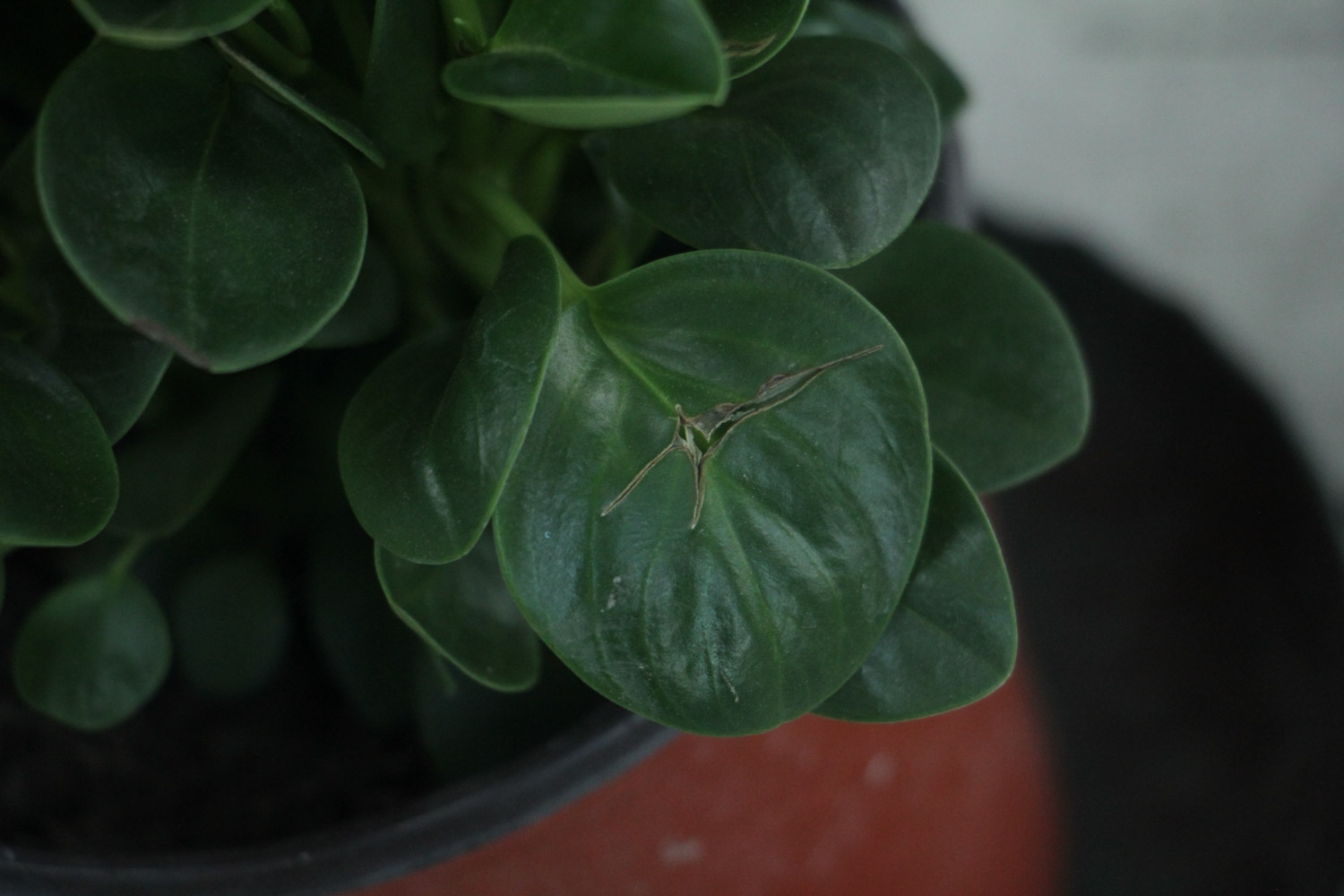 豆瓣绿掉叶子如何办