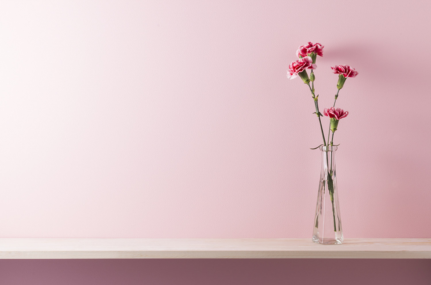 康乃馨叶子蔫了如何办