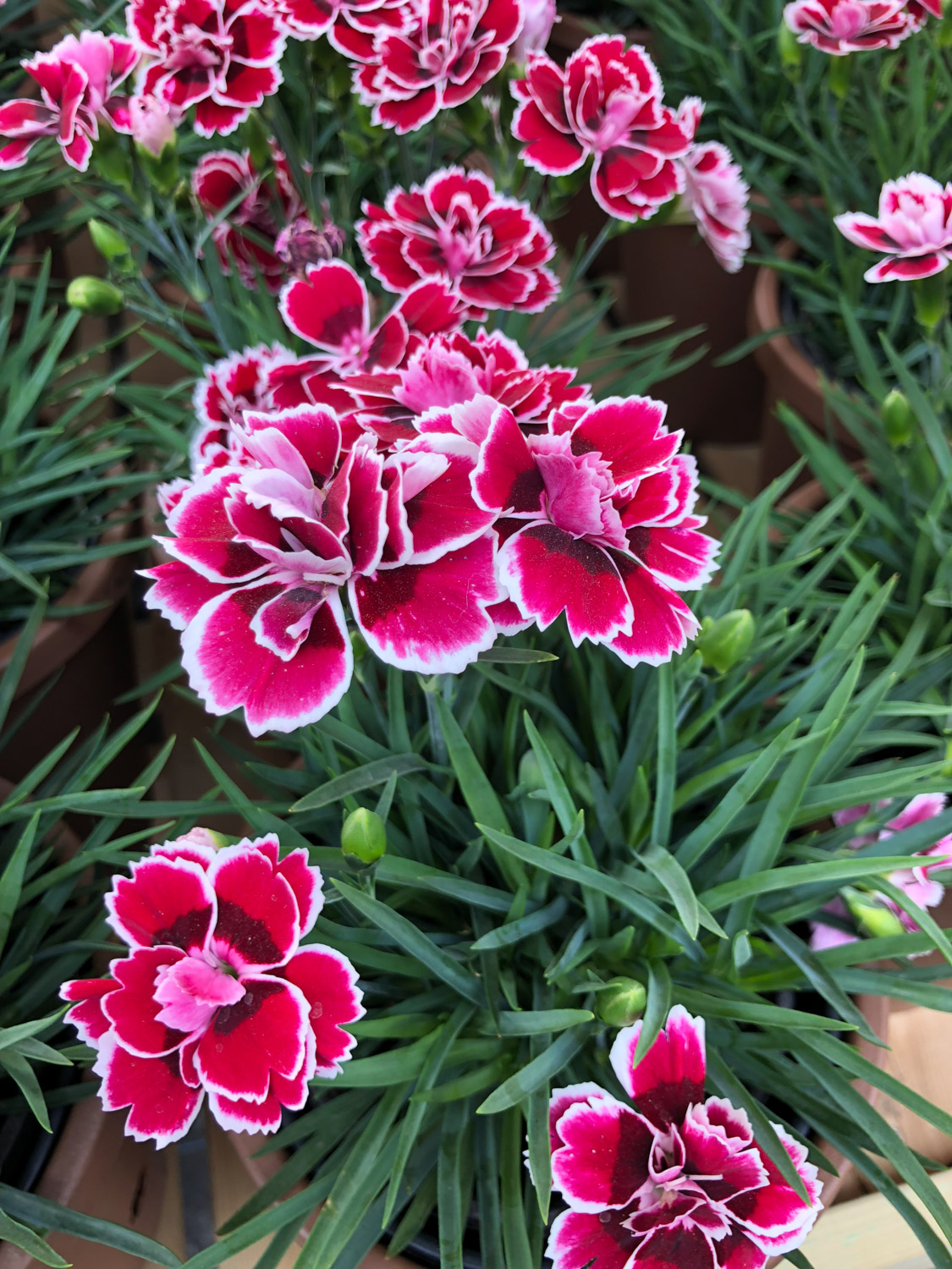 康乃馨叶子蔫了如何办