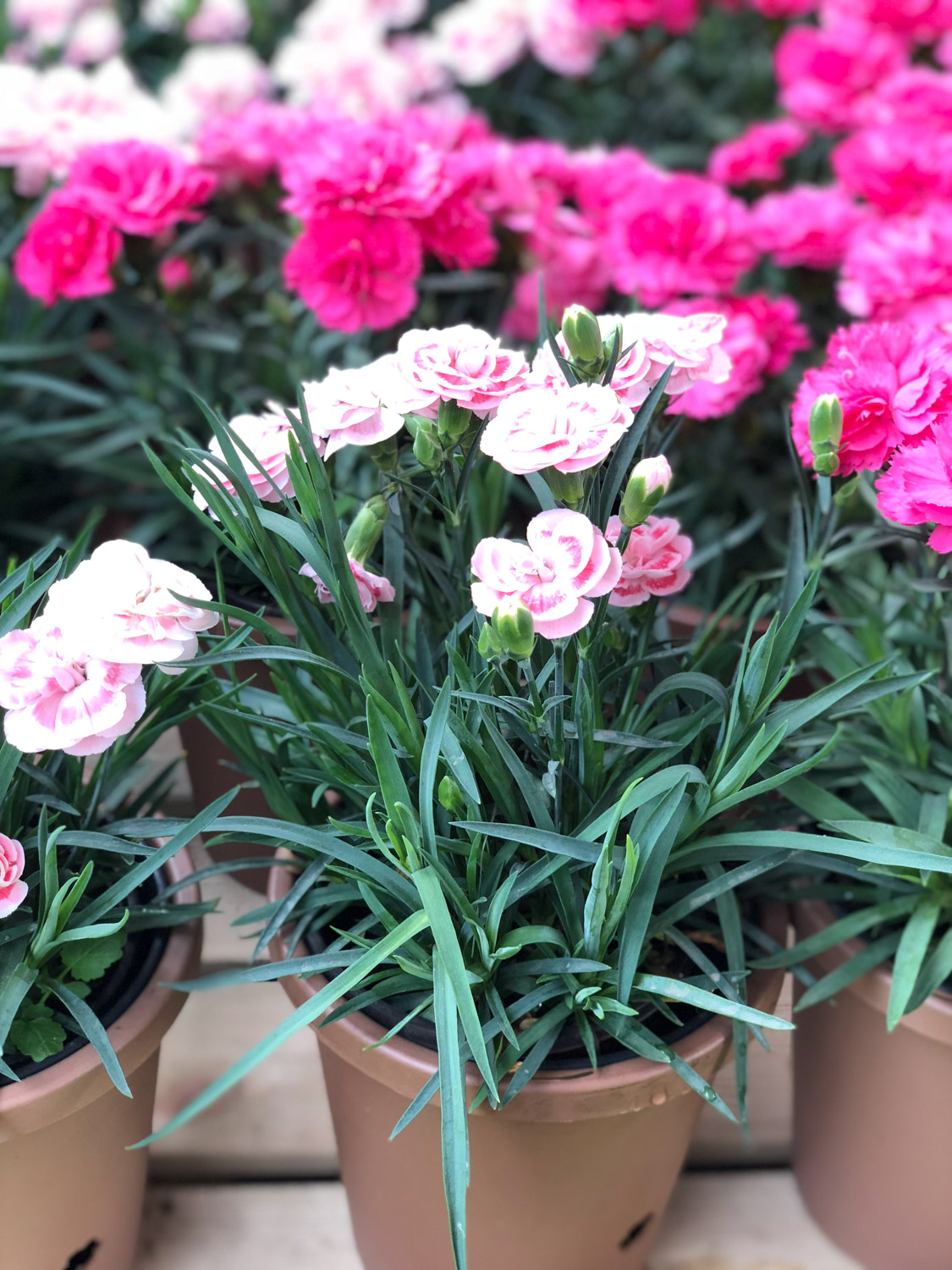 康乃馨叶子蔫了如何办