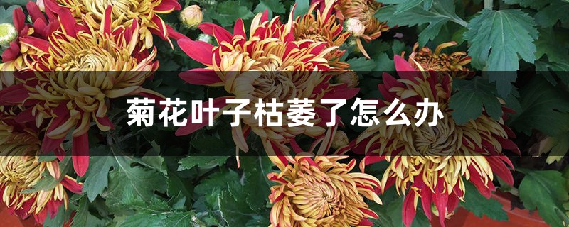 菊花叶子枯萎了如何办