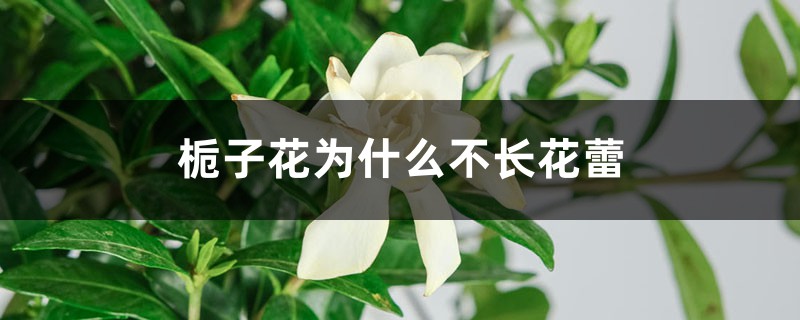 栀子花为何不长花蕾
