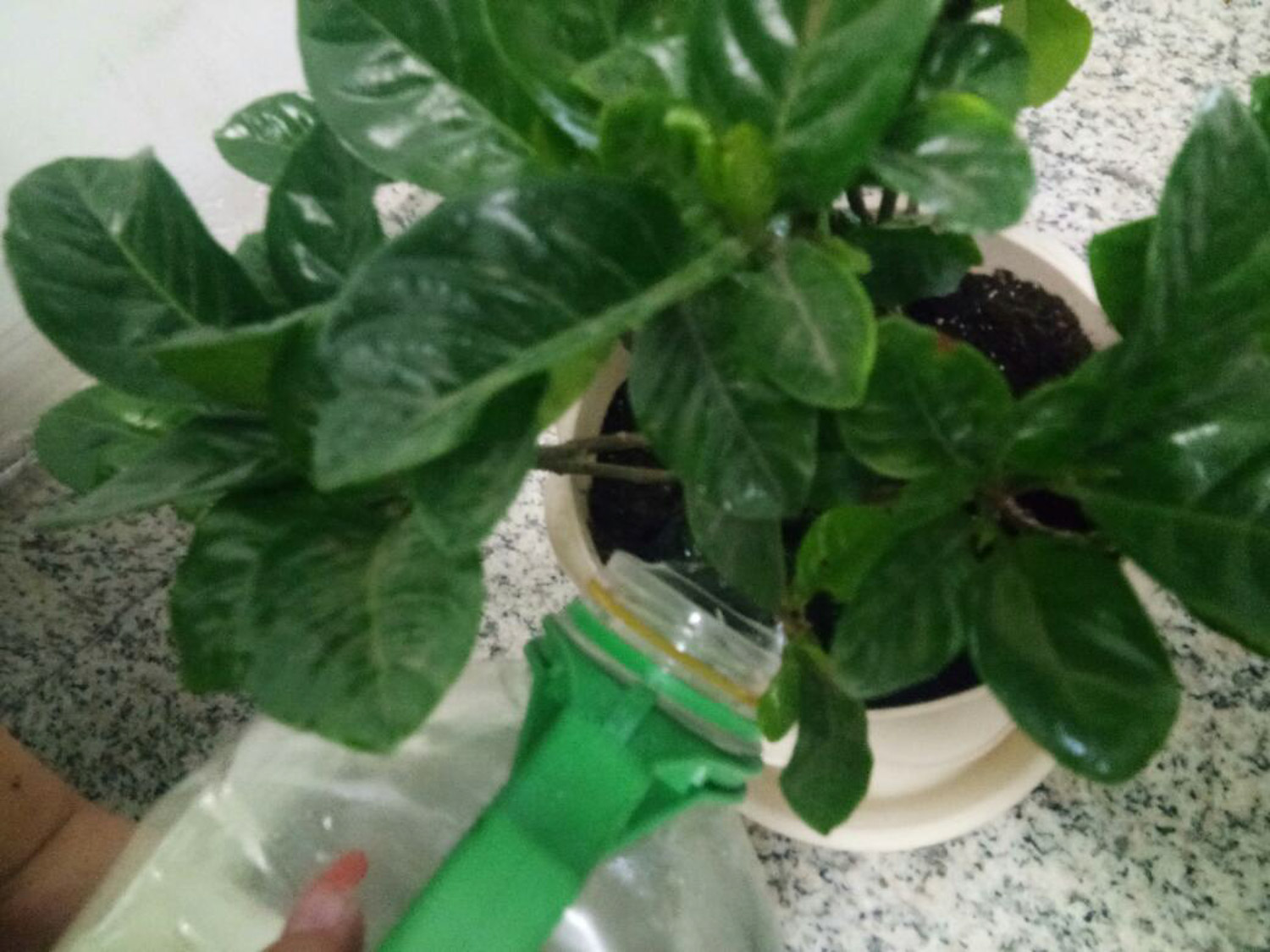 栀子花为何不长花蕾