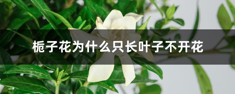 栀子花为何只长叶子不开花