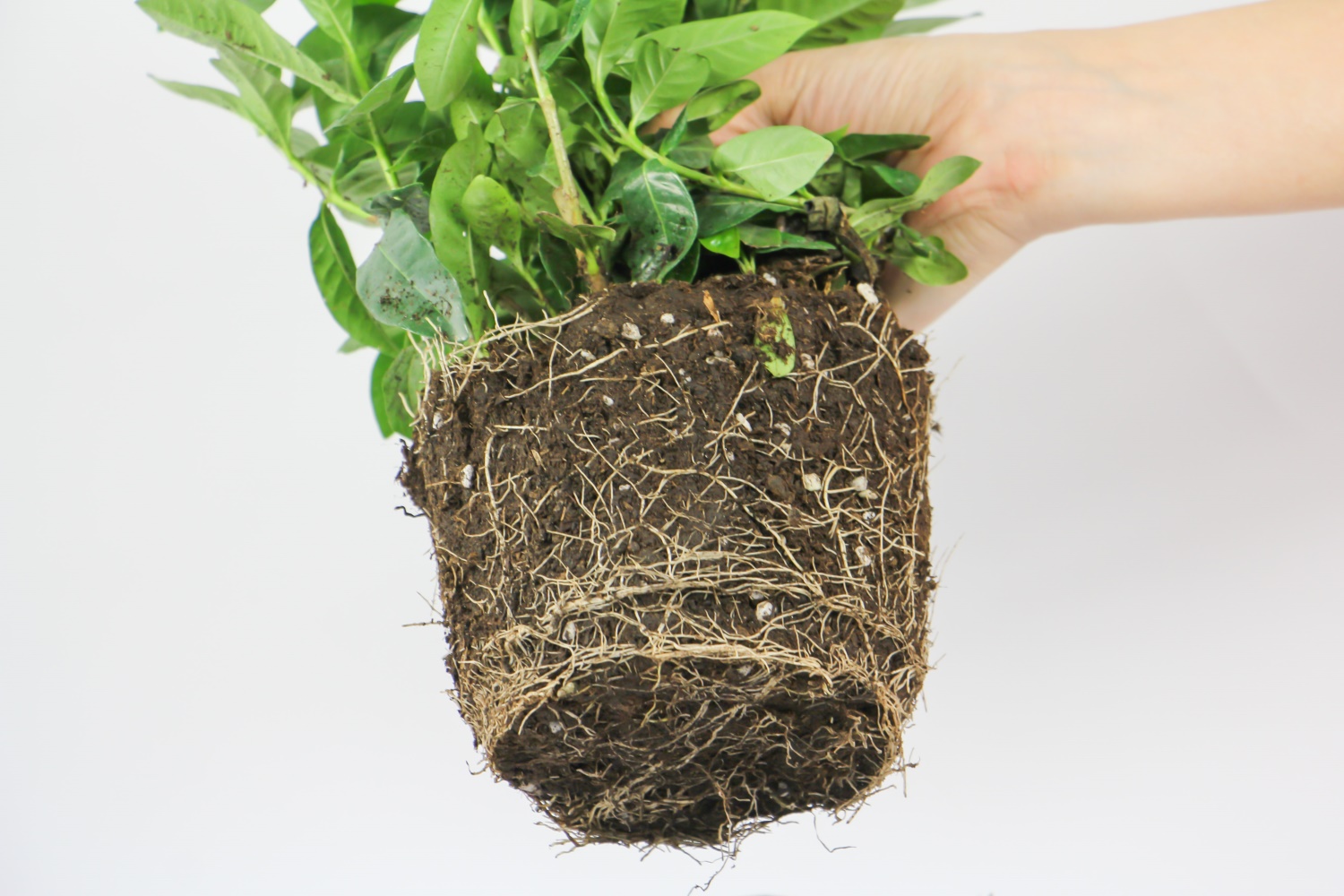 栀子 栀子花为何只长叶子不开花