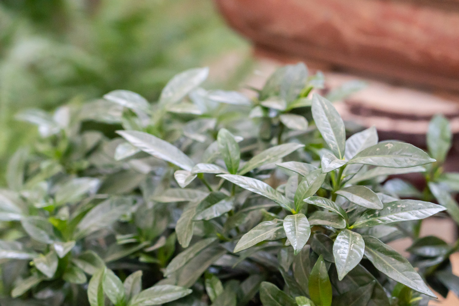 栀子花长得太高如何办
