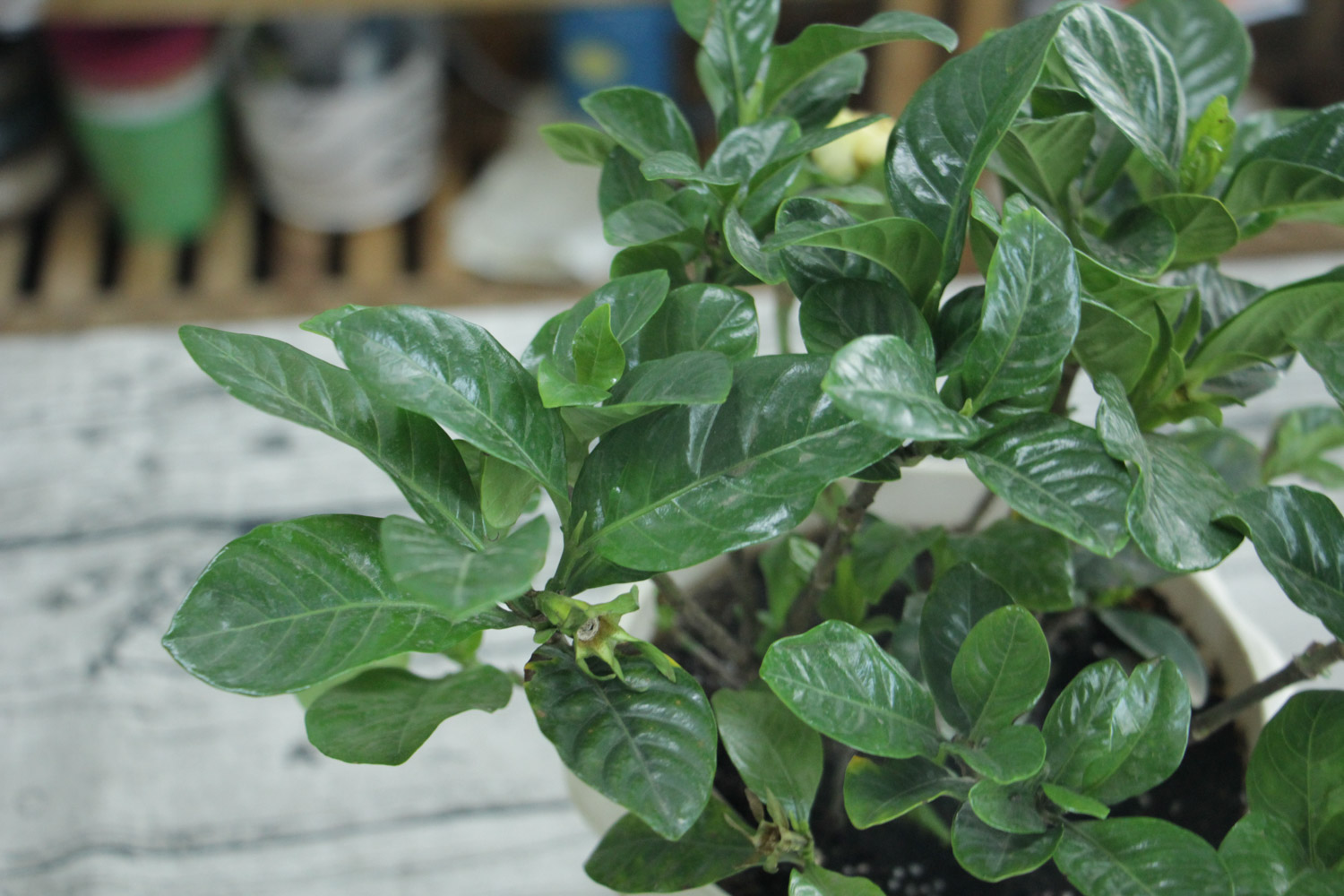 栀子花长得太高如何办