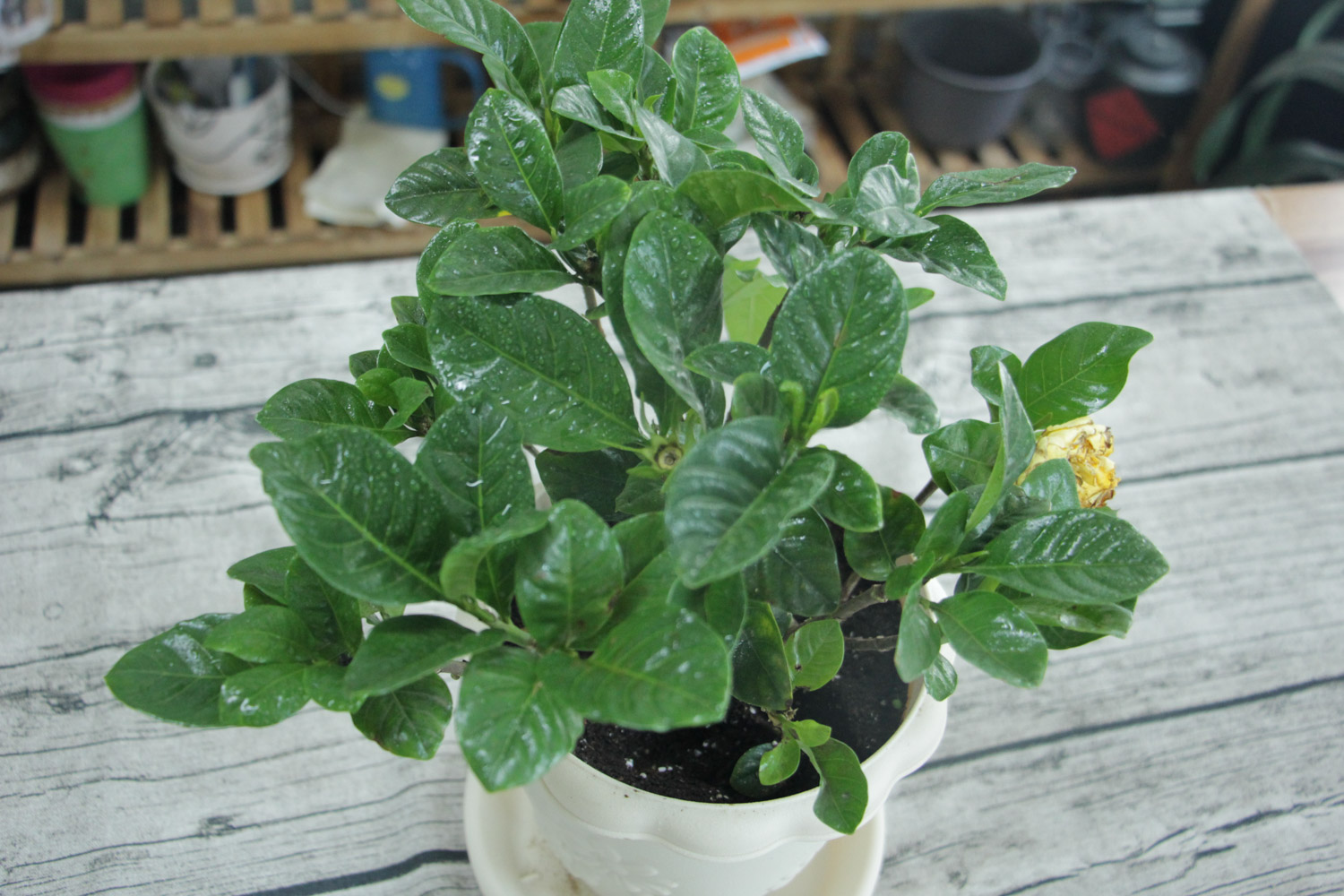 栀子 栀子花花蕾枯萎如何办