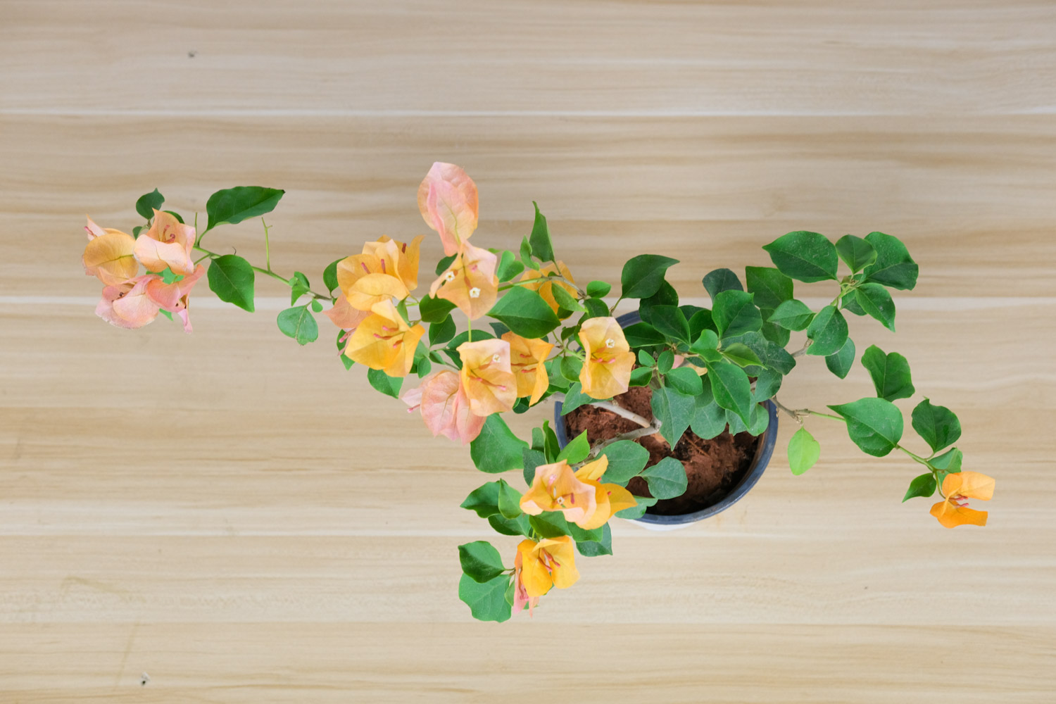 三角梅受冻了如何办