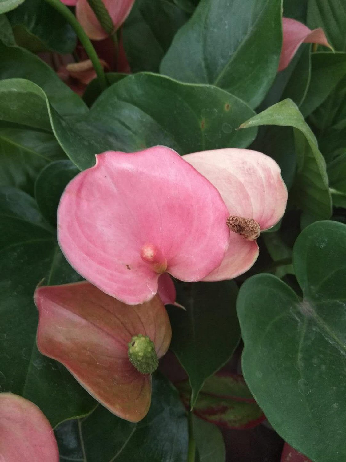 红掌叶子中间干枯破洞如何办