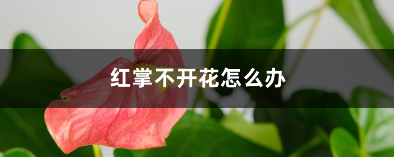 红掌不开花如何办