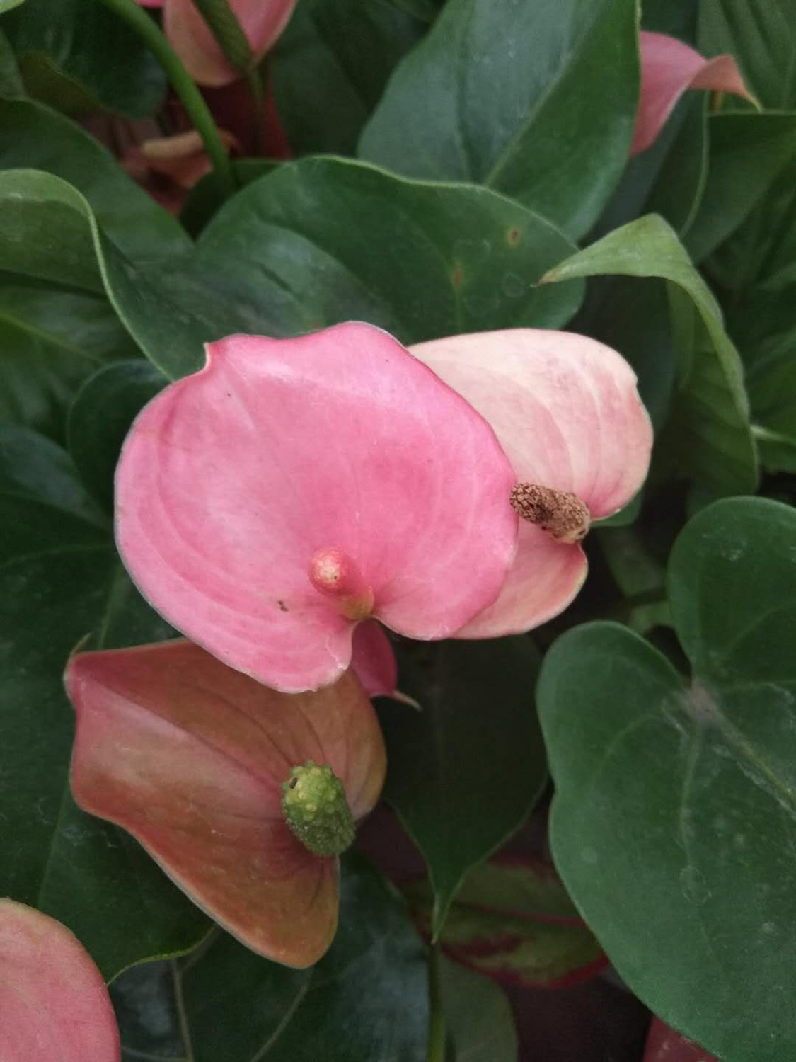 红掌 红掌不开花如何办