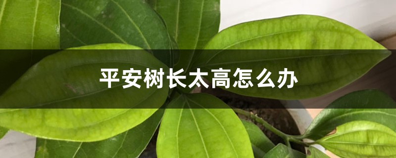 平安树长太高如何办
