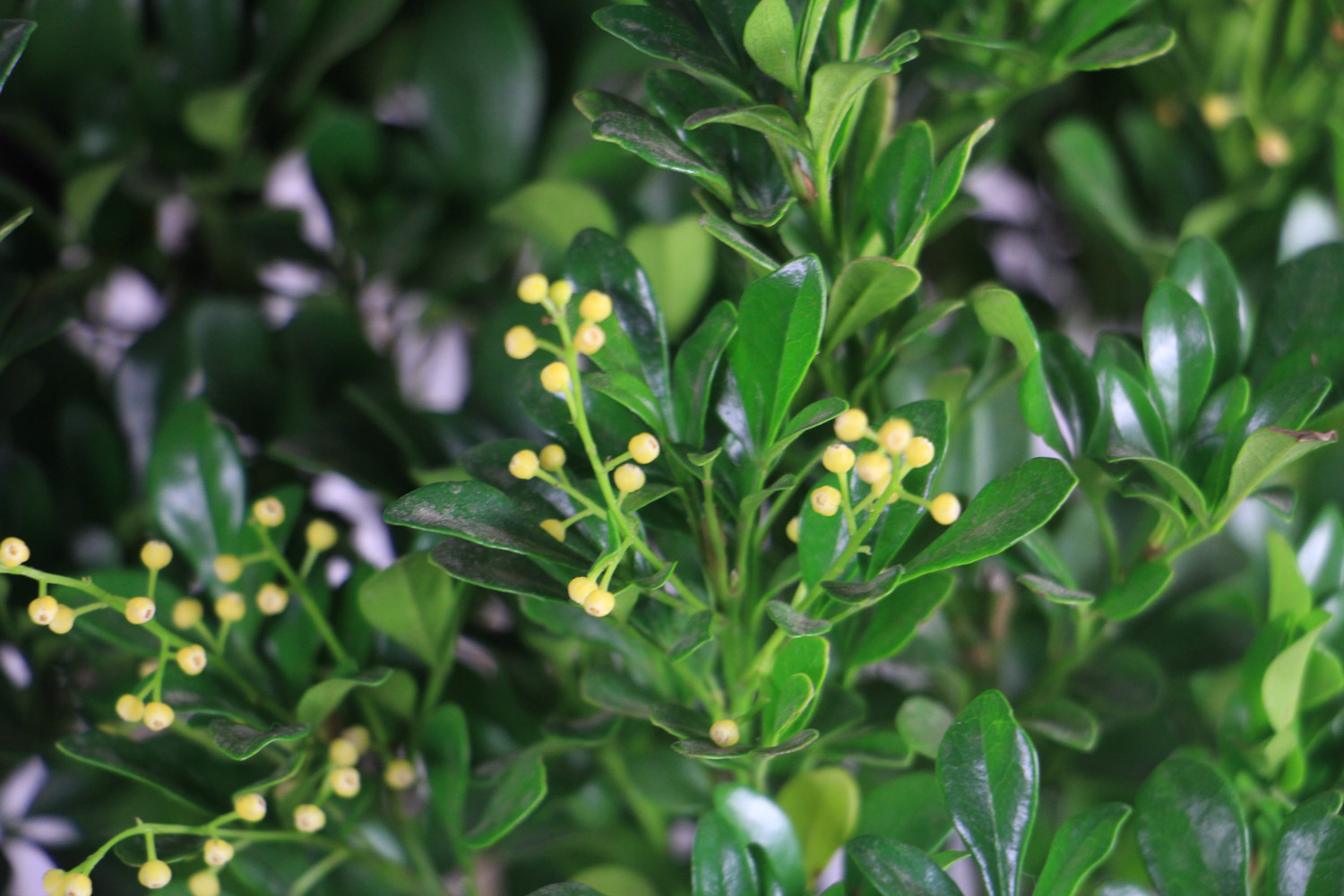 米兰叶子干枯如何办