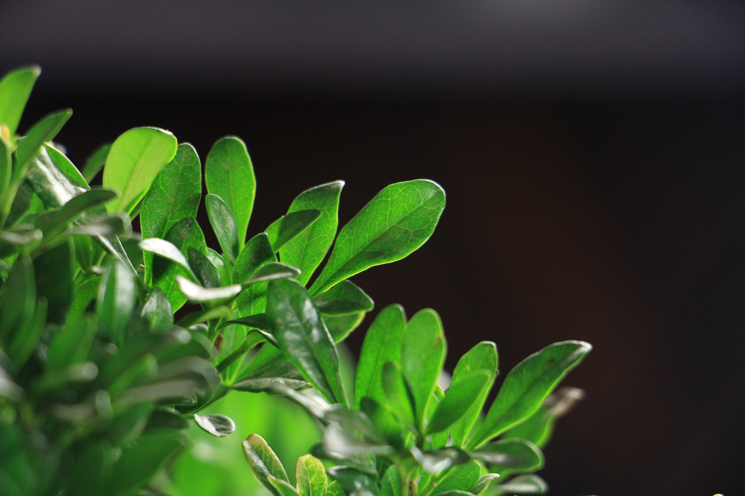 米兰叶子干枯如何办