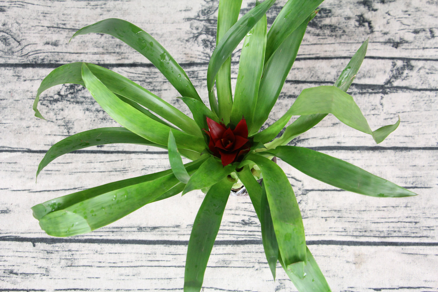 鸿运当头长歪了如何办