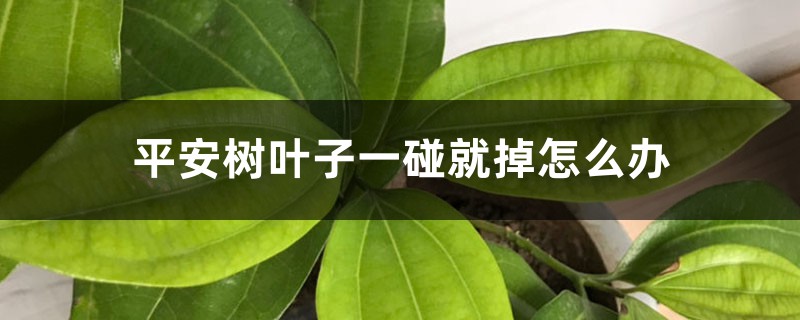 平安树叶子一碰就掉如何办