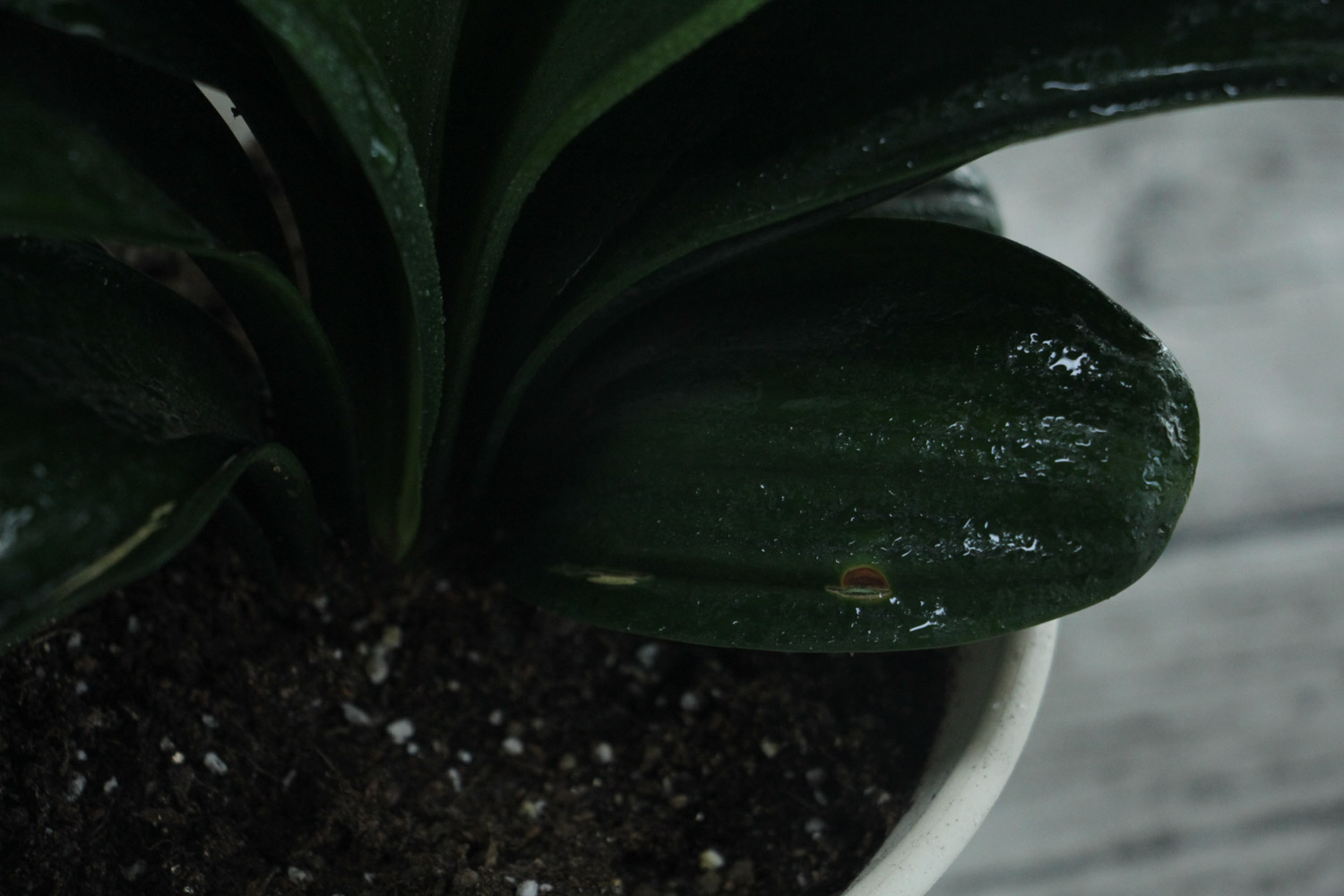 君子兰的根干瘪如何补救