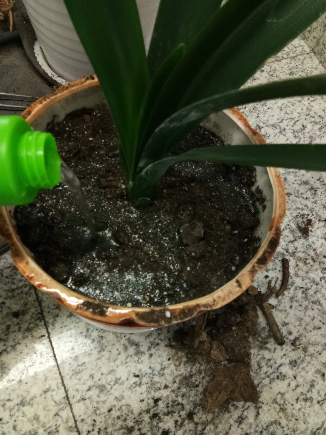 君子兰叶子长歪了如何办