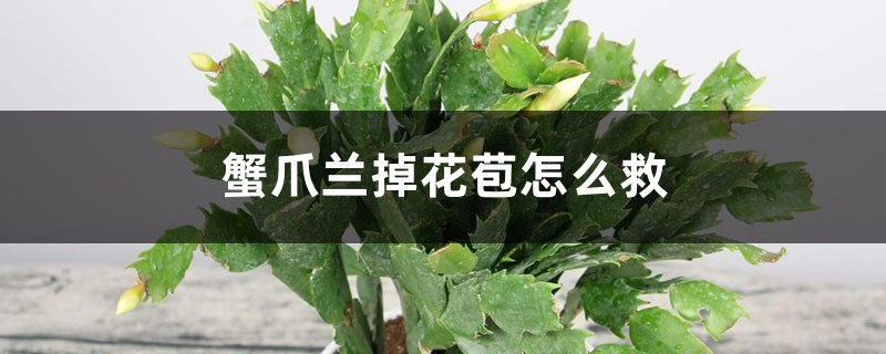 蟹爪兰掉花苞如何救
