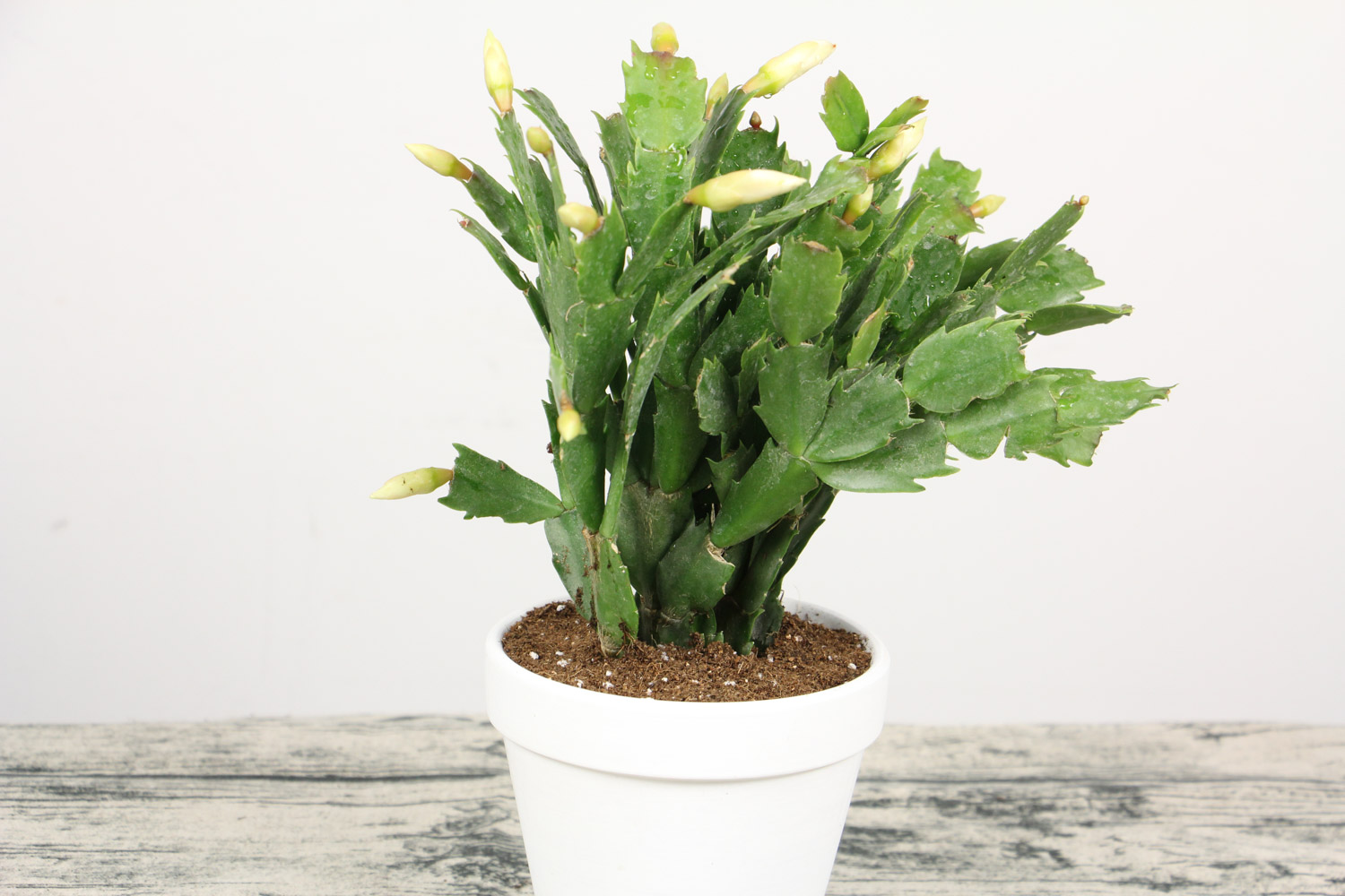 蟹爪兰掉花苞如何救