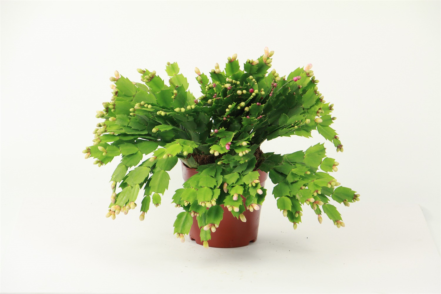 蟹爪兰掉花苞如何救