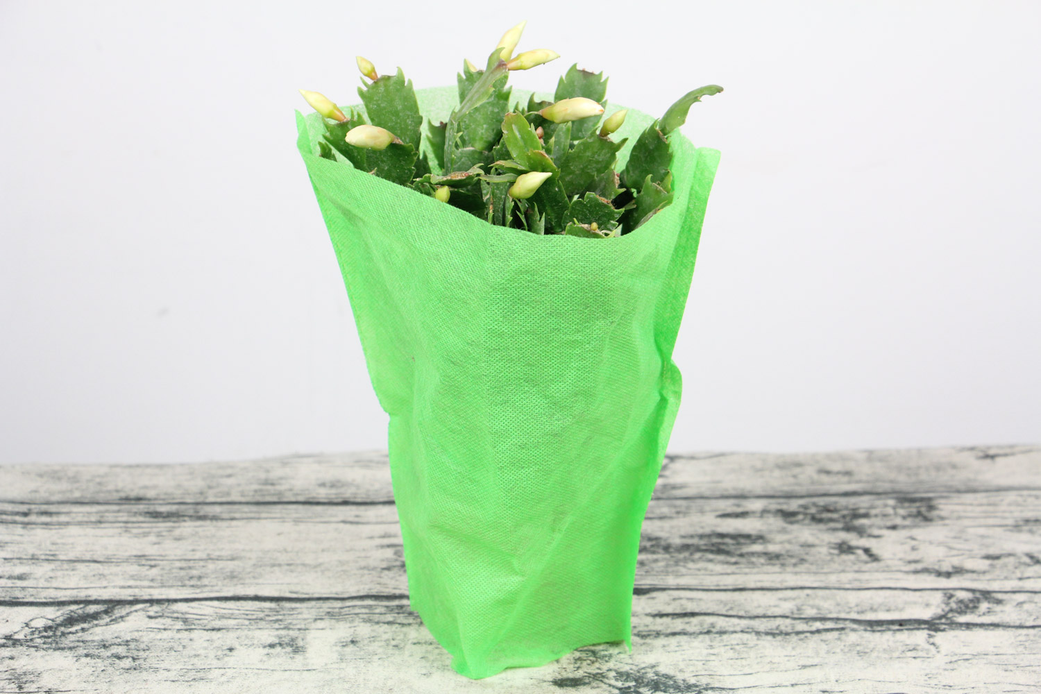 蟹爪兰掉花苞如何救