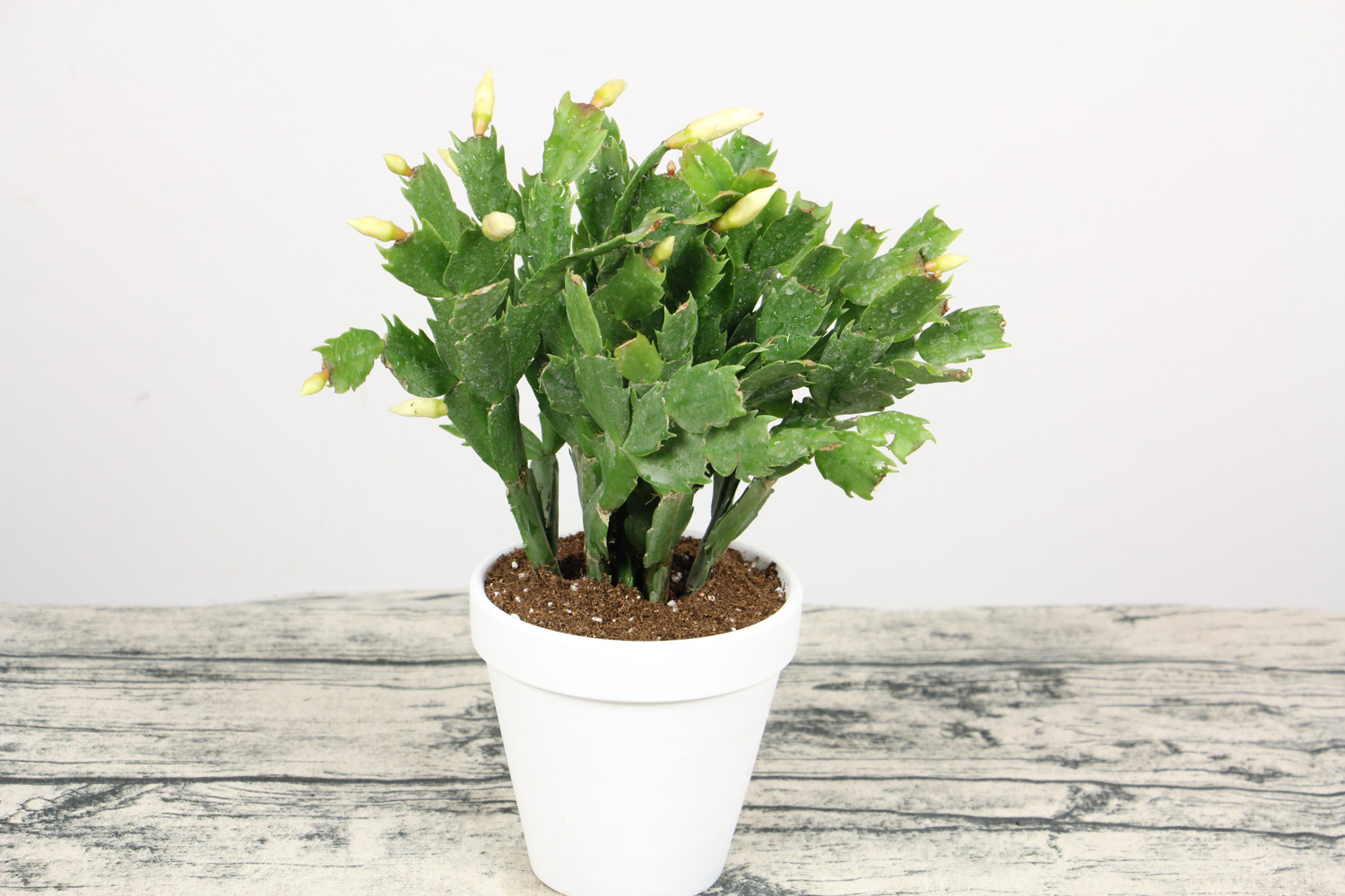 蟹爪兰 蟹爪兰受冻了如何办