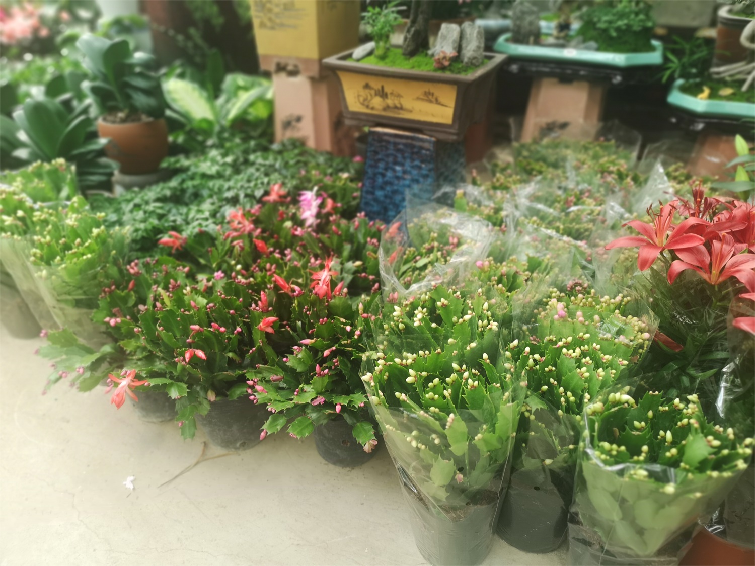 蟹爪兰 蟹爪兰受冻了如何办