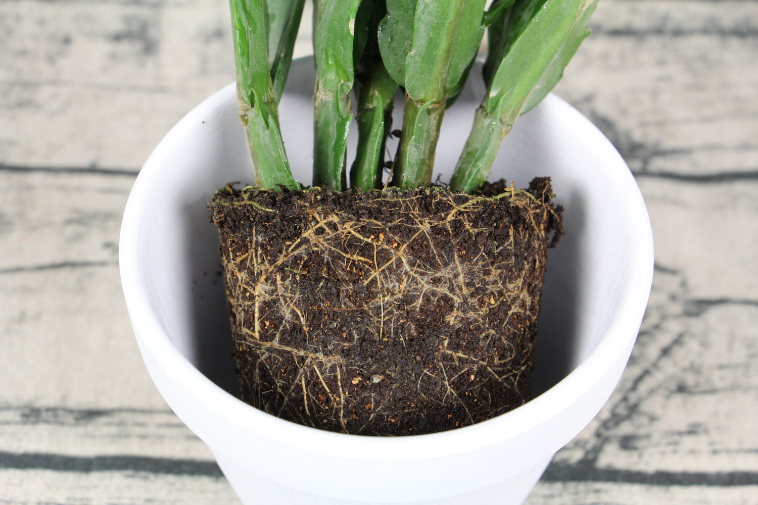 蟹爪兰 蟹爪兰叶子干枯如何办